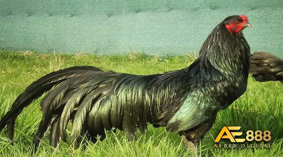Các đặc điểm nổi bật của gà Sumatra