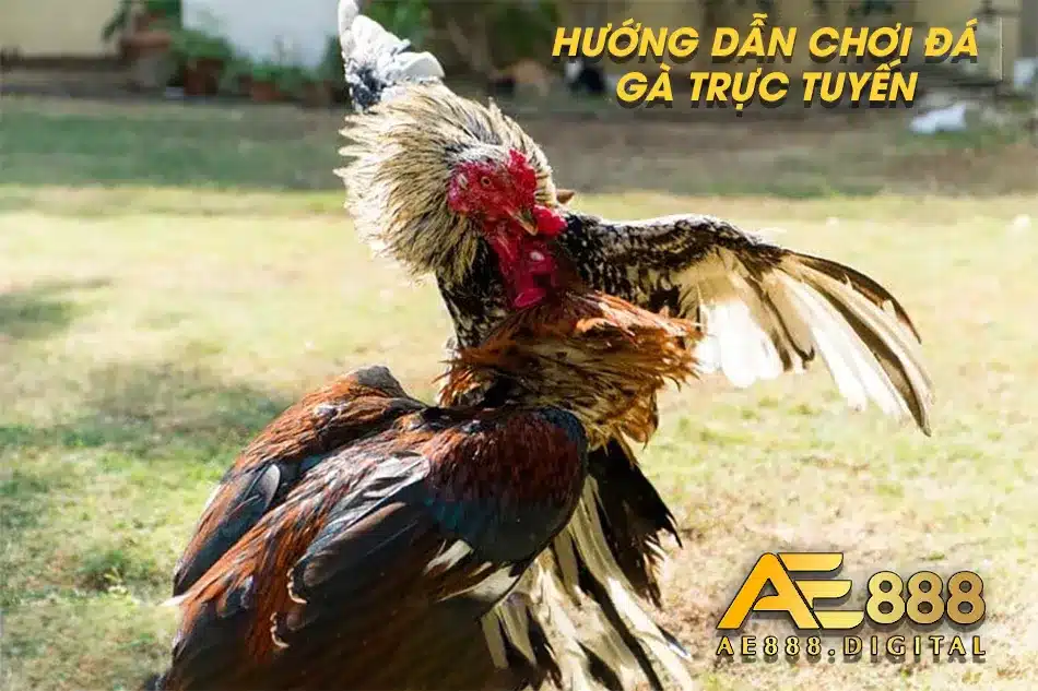 Chơi đá gà trực tuyến theo hướng dẫn