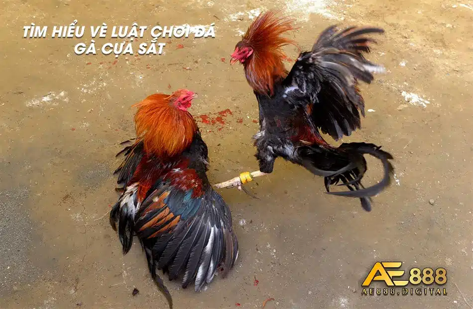 Quy định và luật lệ đá gà cựa sắt