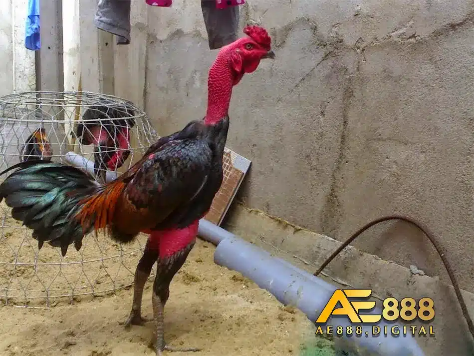 Một số bệnh thường gặp ở gà tơ và cách điều trị