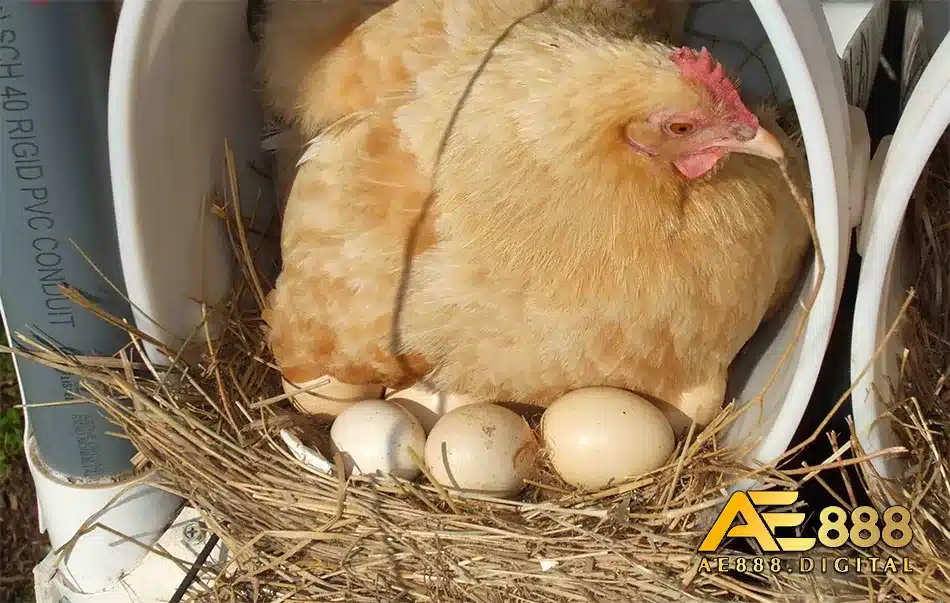 Các kỹ năng chăm gà đẻ trứng