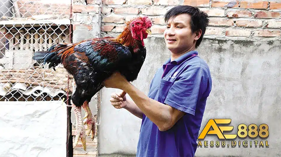Các giống gà Hồ nổi tiếng bậc nhất