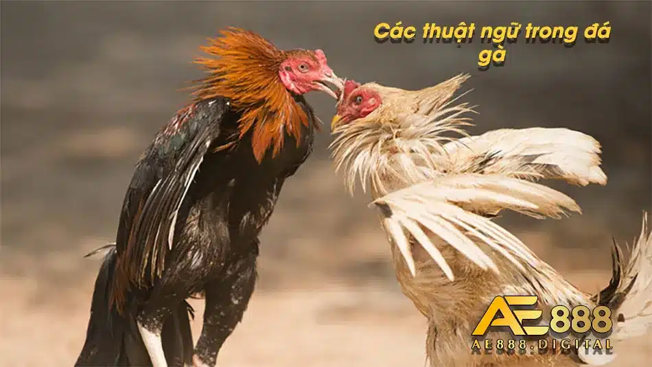 Các thuật ngữ được sử dụng trong đá gà