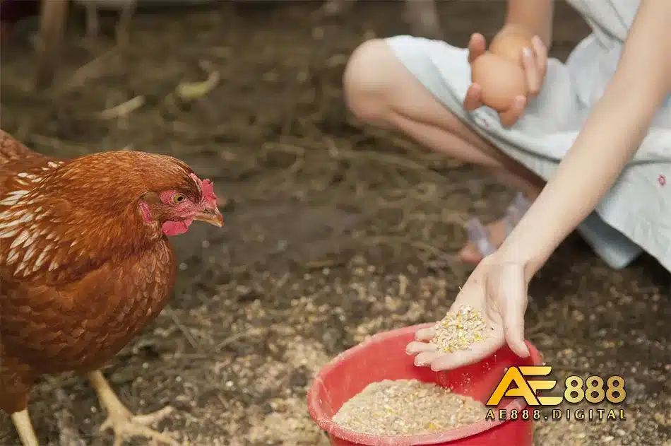 Các loại thức ăn phù hợp với gà Chọi con