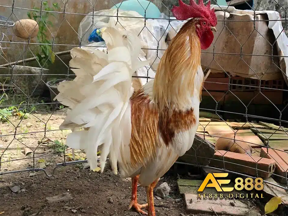 Chăm sóc tốt cho gà đá bo lớn