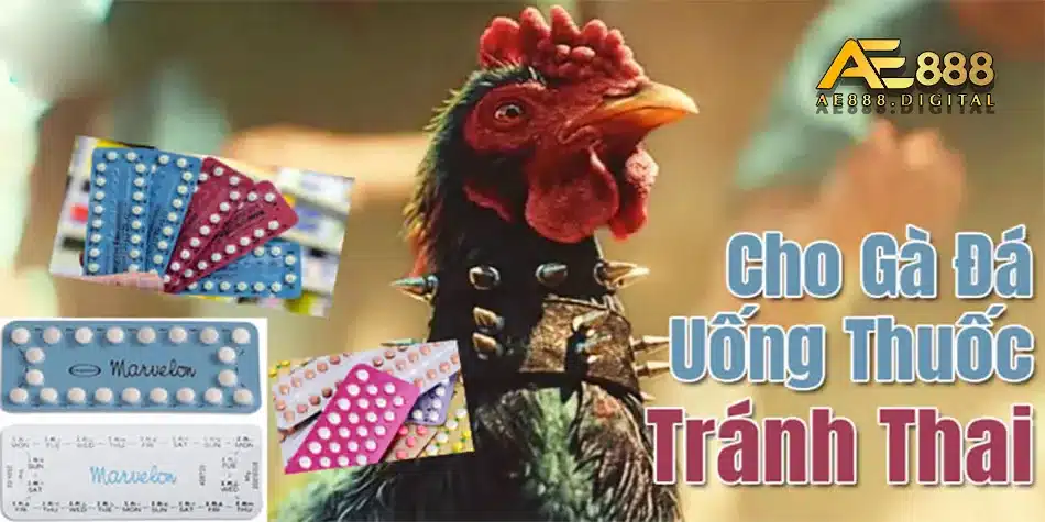 Làm sao để cho gà uống thuốc tránh thai đúng cách