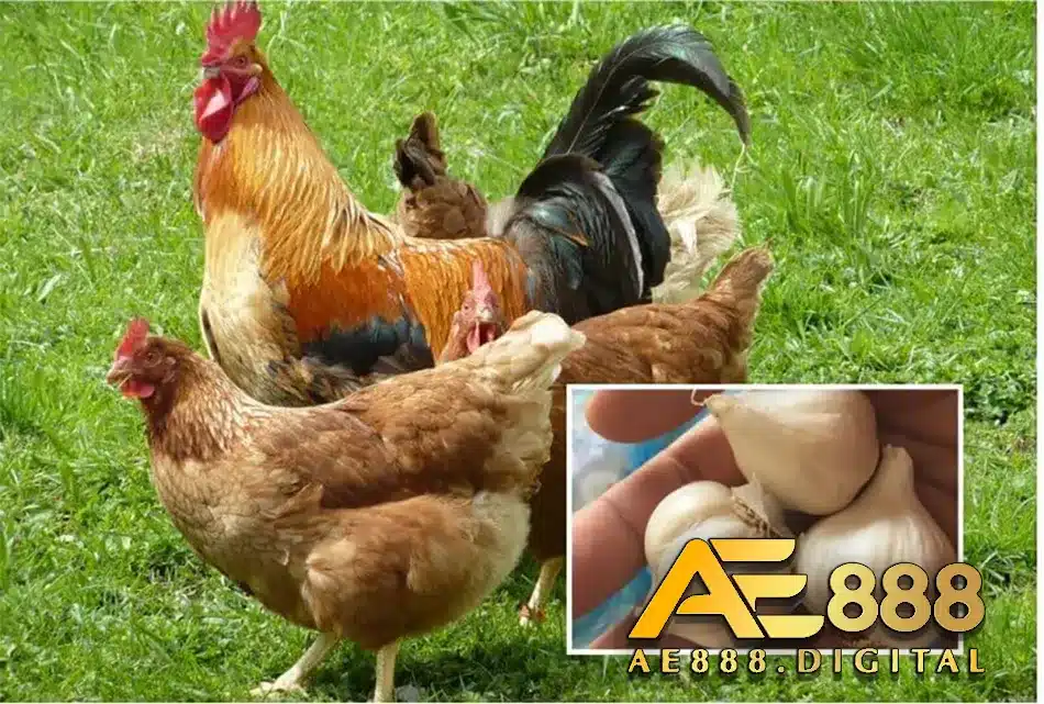 Khai phá cách điều trị cho bệnh gà ăn không tiêu