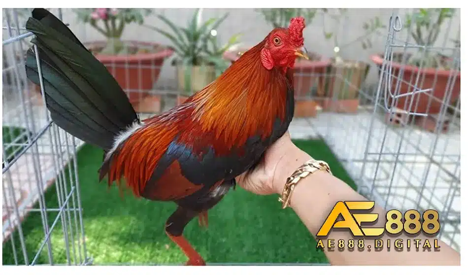 Phòng ngừa để tránh táo bón ở gà chọi