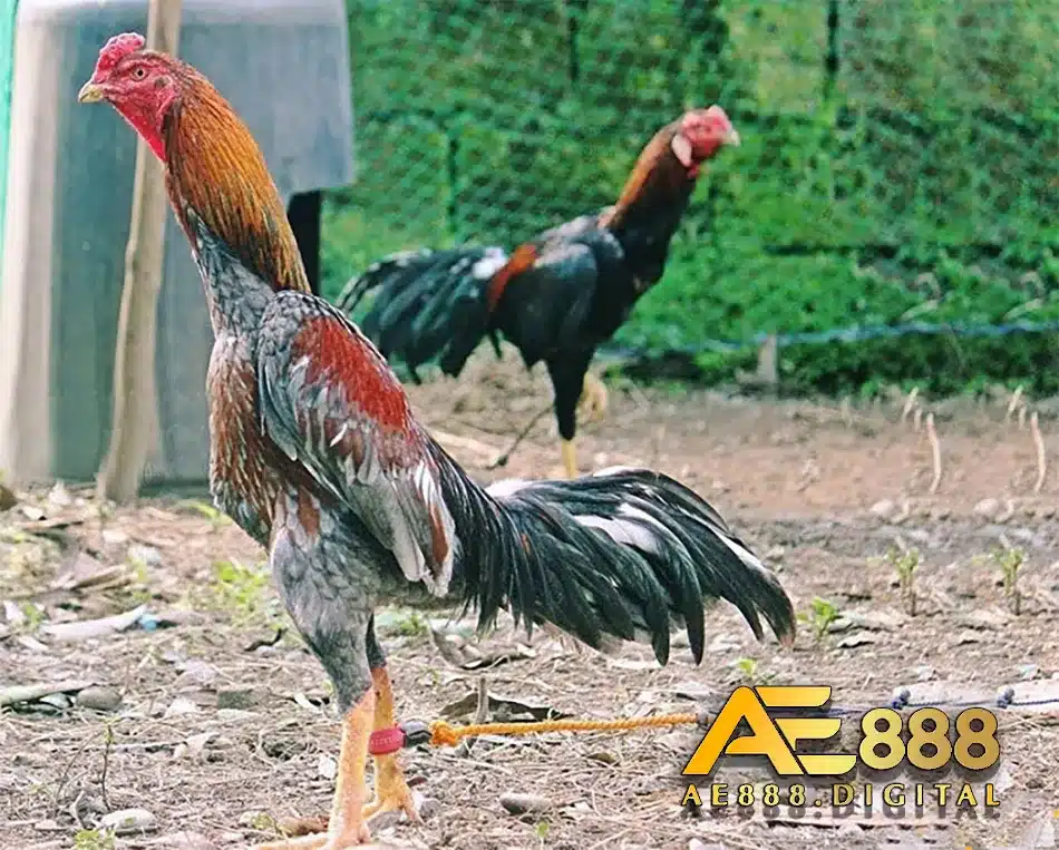 Phương pháp phân biệt gà đòn Thái Lan