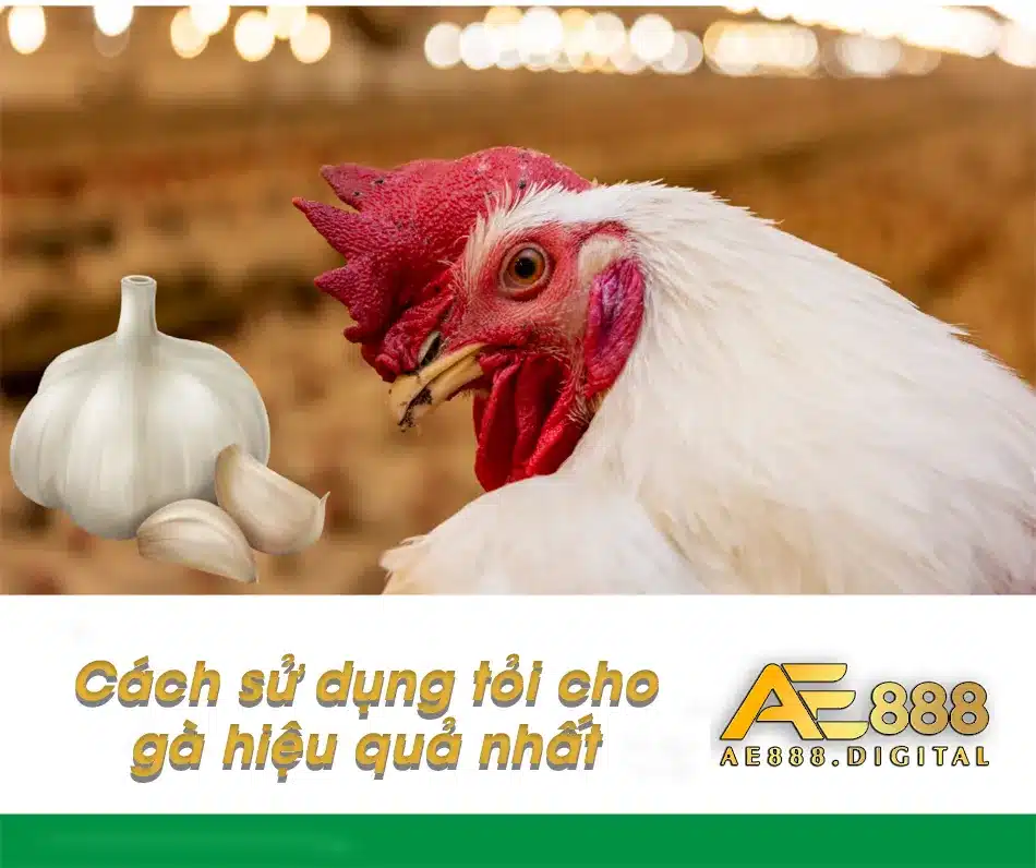 Sử dụng tỏi hiệu quả dành cho gà bạn cần biết