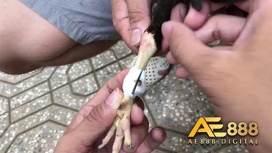 Hướng dẫn tham gia đá gà cựa sắt