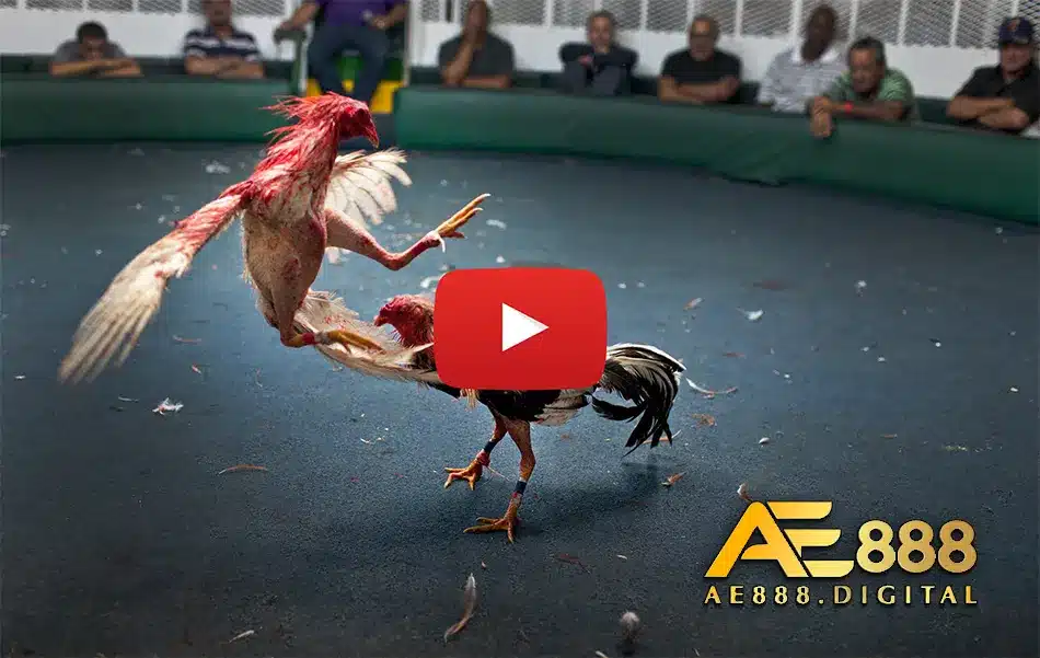 Cách xem bảng thành tích