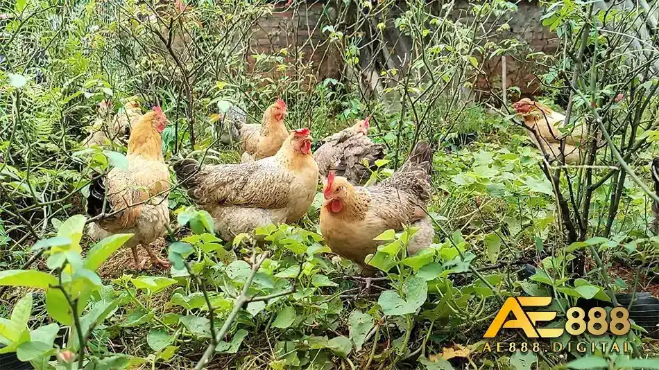 thực hiện cho gà ăn lá mơ đúng cách