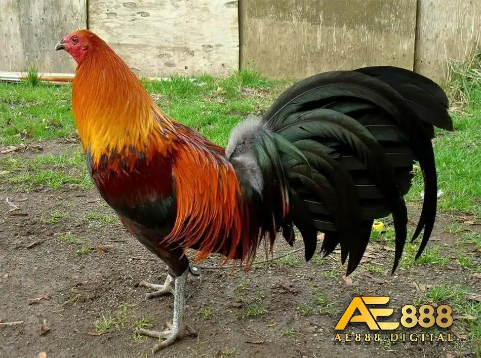 Chú ý các đặc điểm để chọn gà đá đúng cách