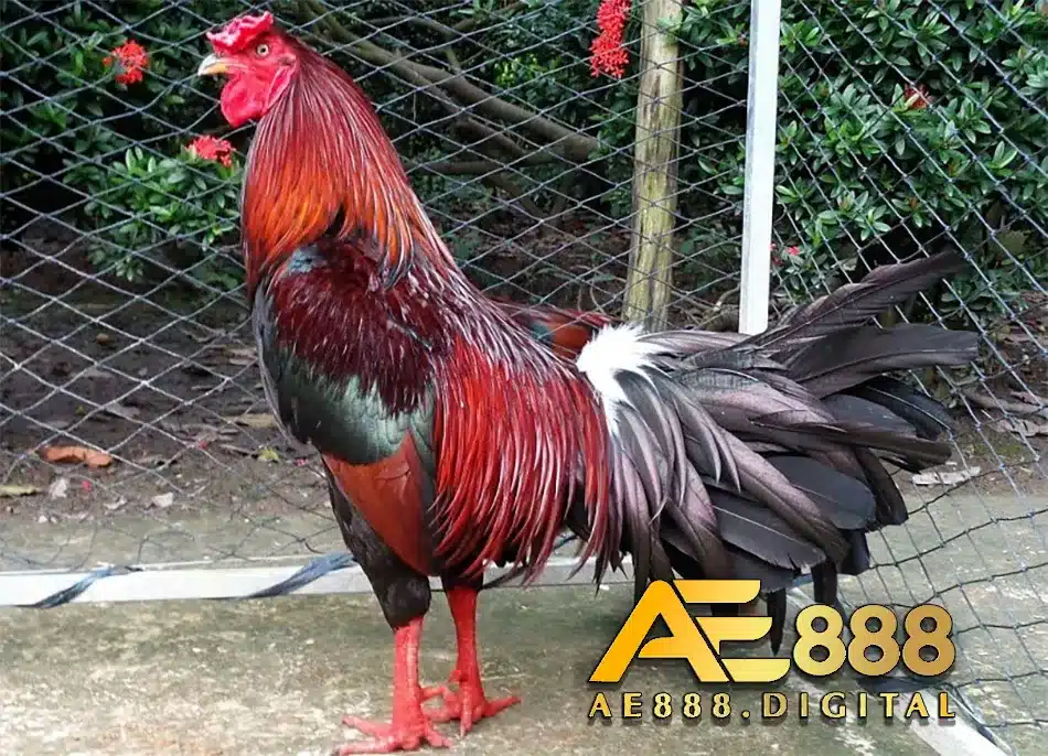 Chọn gà phù hợp và râ nghệ hiệu quả