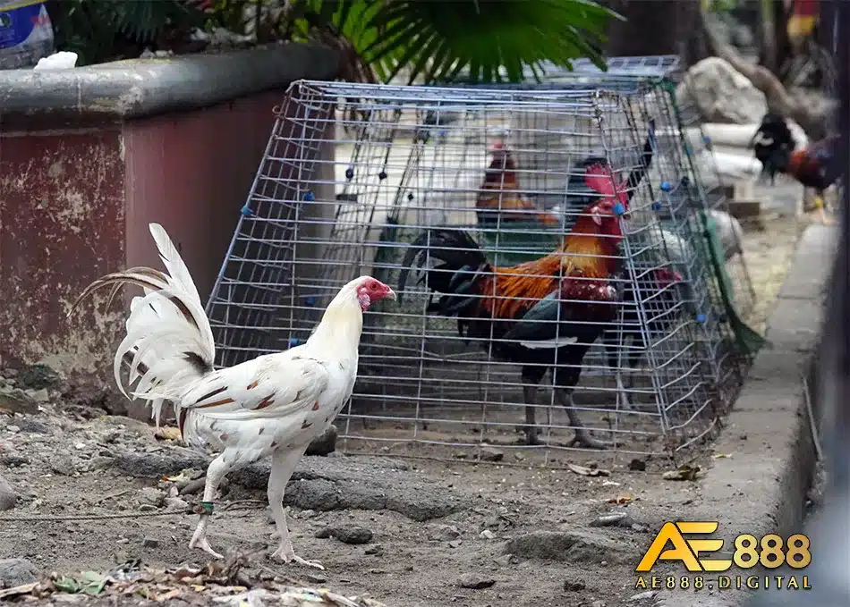 Làn sóng đá gà Philippines nổi lện mạnh mẽ
