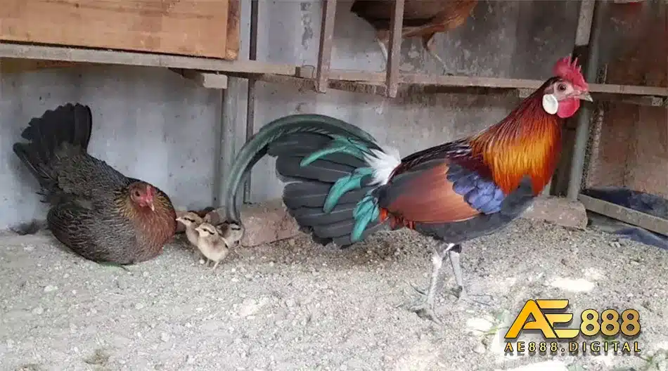 Gà rừng saipan có kích thước và màu lông đặc biệt