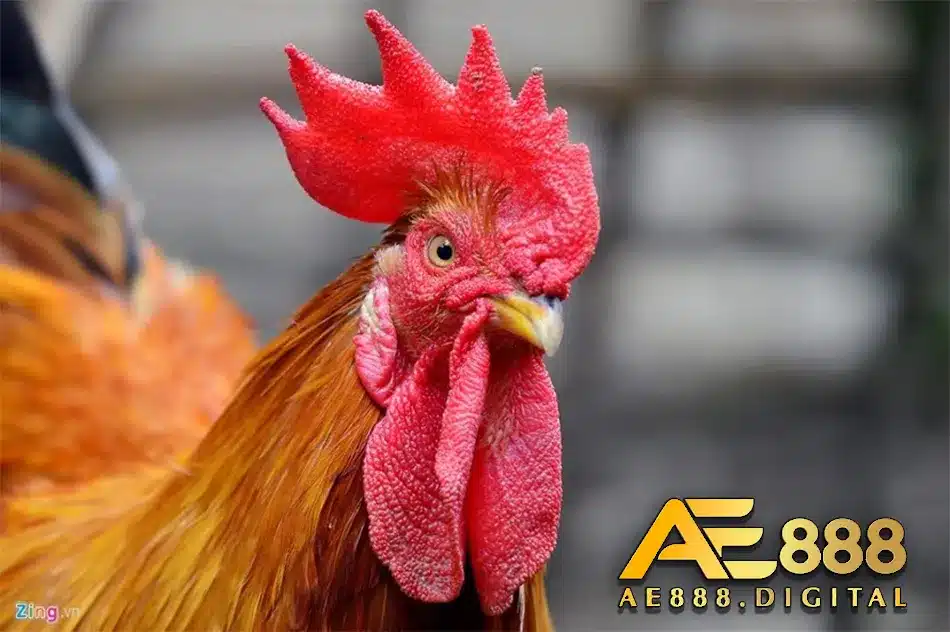 Các phương pháp điều trị nấm phổi bạn cần biết