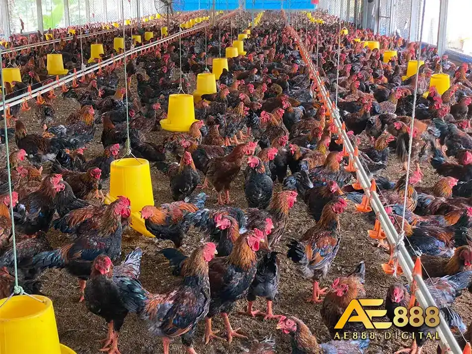 Hiệu quả của thuốc kitasamycine