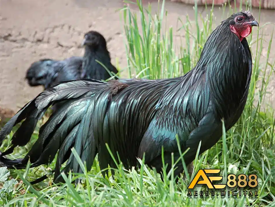 Sự khan hiếm của giống gà Sumatra