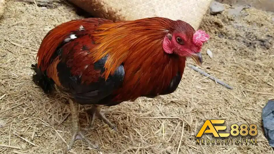 Các triệu chứng cho thấy gà bị bệnh phòng hơi