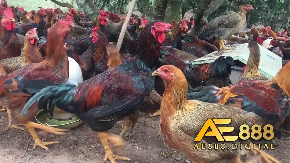 Các nguyên tắc cho gà ăn để gà phát triển tôt