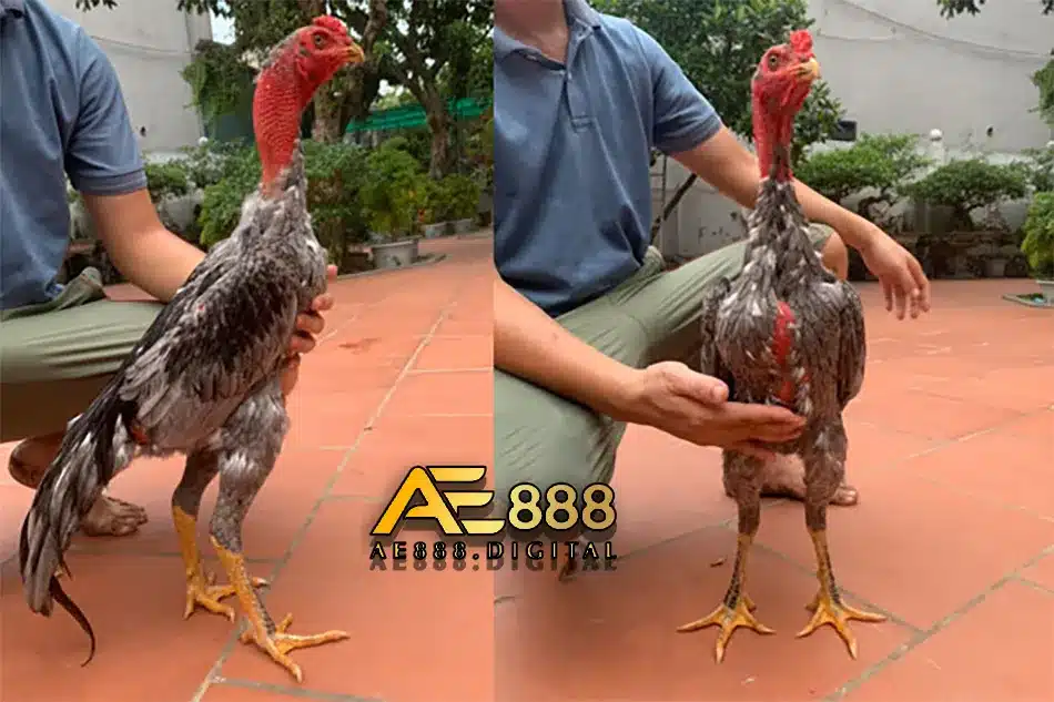 Câu chuyện sau lưng giống gà Xám Messi