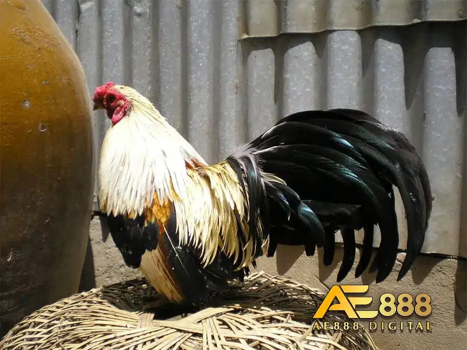 Lưu ý các đặc điểm quan trọng khi chọn gà Chọi