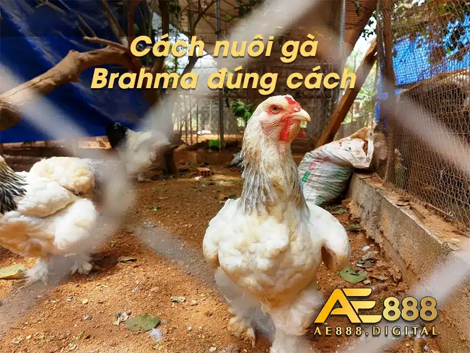 Khám phá cách nuôi gà Brahma