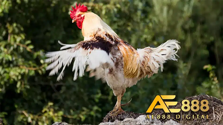 Cần ngừa và khắc phục gà bị run chân nhanh chóng