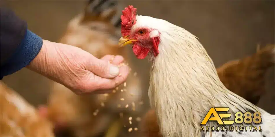 Chuẩn đoán chính xác bệnh gumboro trên gà
