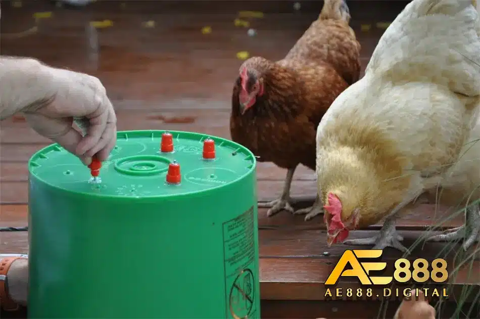 Cho gà uống nước đêm theo phương pháp