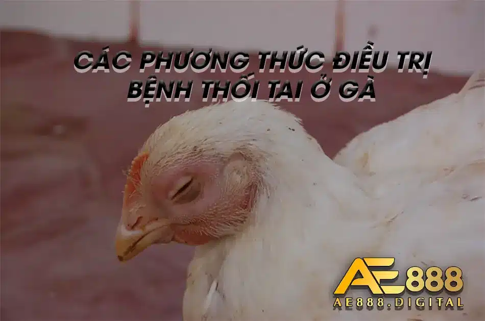 Các cách thức điều trị bệnh gà thối tai