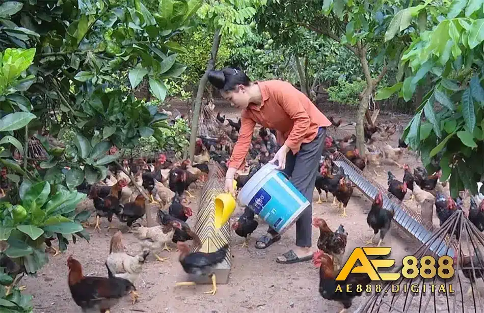 Cung cấp dinh dưỡng cho gà mang nhiều ý nghĩa