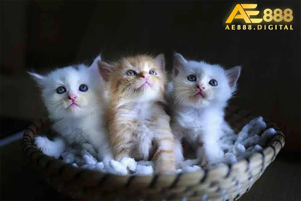 Số lượng mèo xuất hiện trong giấc mơ cũng có ý nghĩa riêng