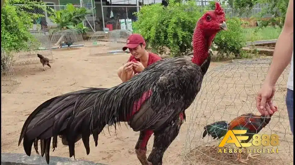 Phát hiện bệnh ở gà và cách phòng ngừa hiệu quả