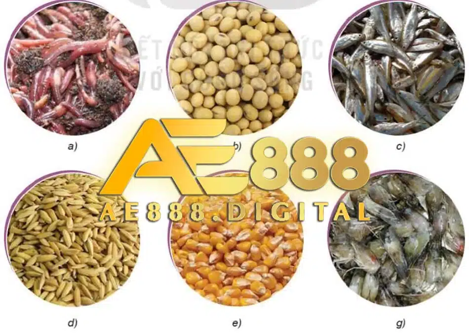 những Chế độ dinh dưỡng đầy đủ ae888