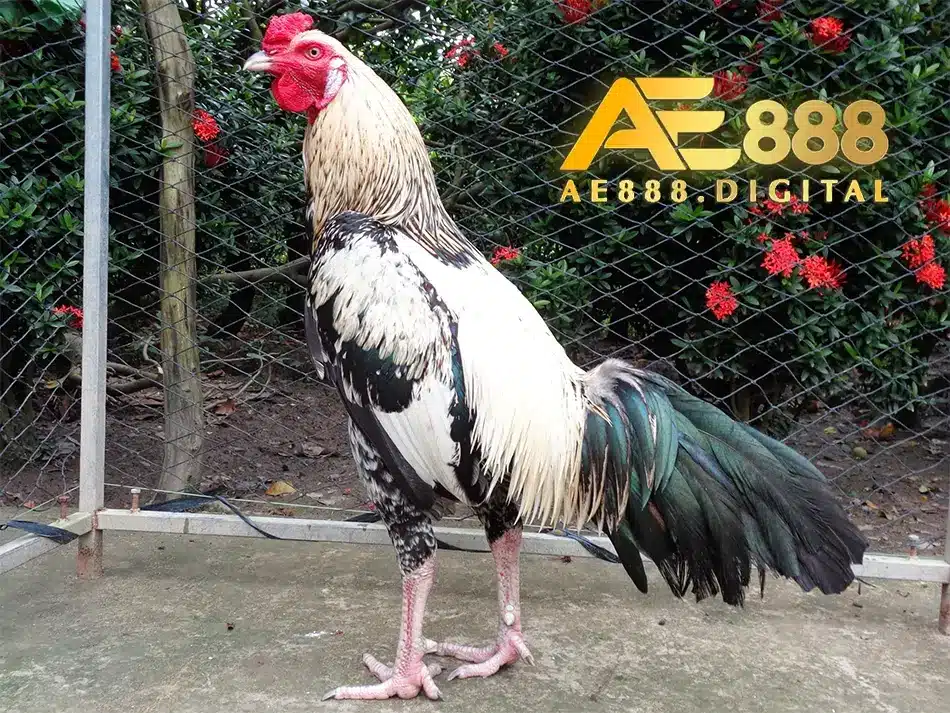 giới thiệu Giống gà nòi Việt Nam: Truyền thống và bản lĩnh tại ae888