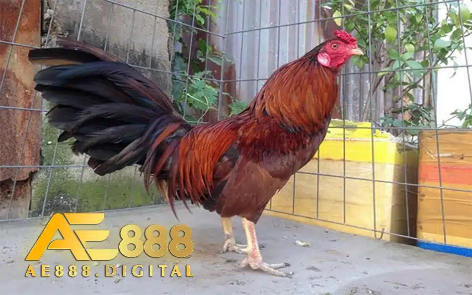 cách Lựa chọn gà chiến với tiêu chí màu lông và tướng tá ae888