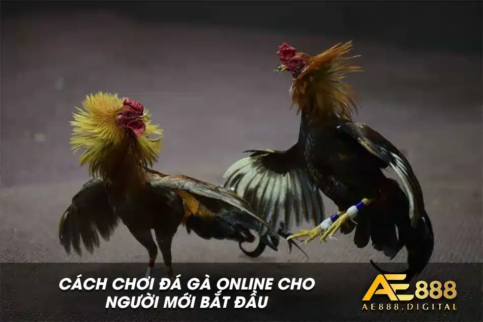 Chi tiết cách chơi đá gà online cho tân thủ