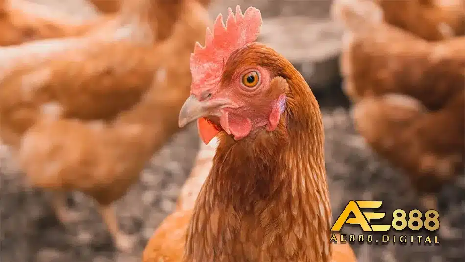 Hiểu về bệnh coryza ở gà