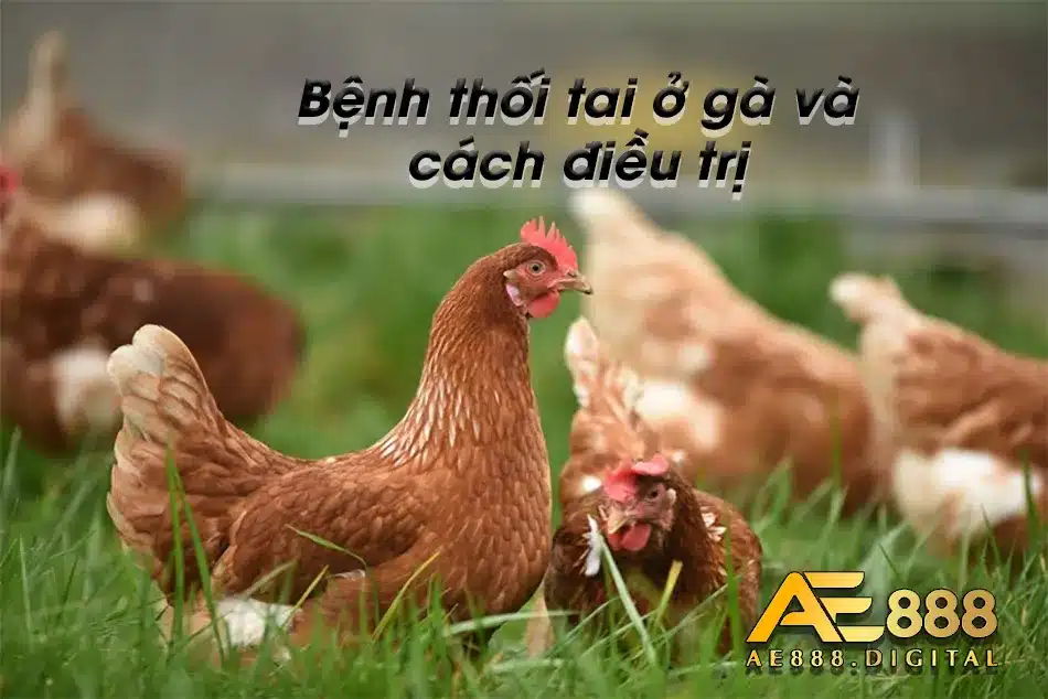 Điều trị bệnh thối tai ờ gà