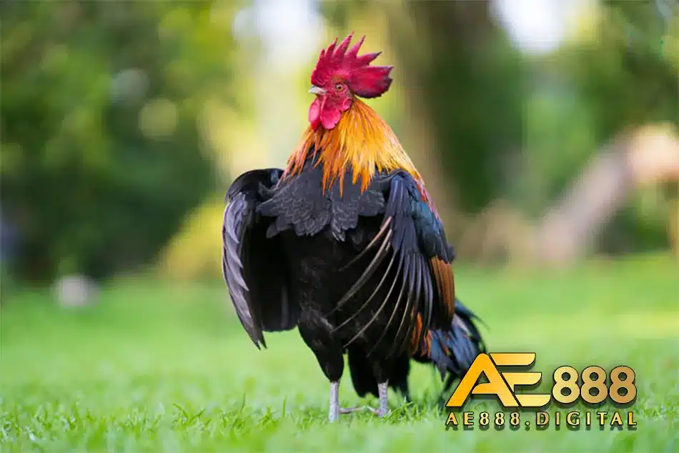 Các loại cựa gà đẹp và độc đáo