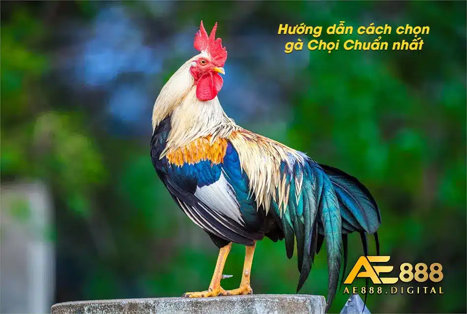 Cách chọn gà chọi chuẩn nhất