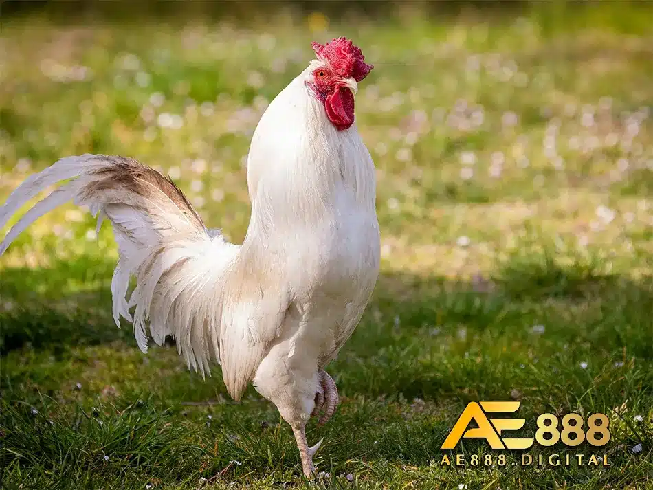 Gà chọi điều chân trắng tại Việt Nam