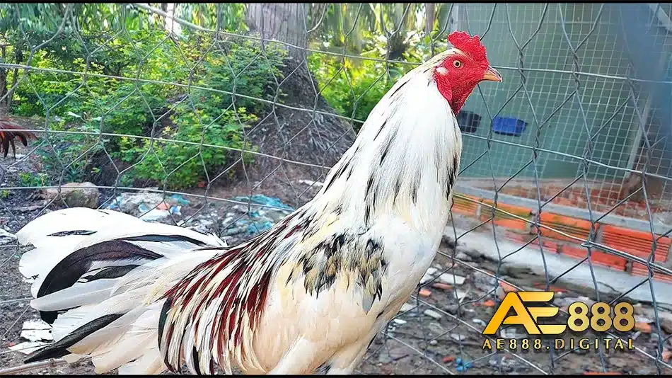 Thông tin chi tiết về giống gà đòn Thái Lan