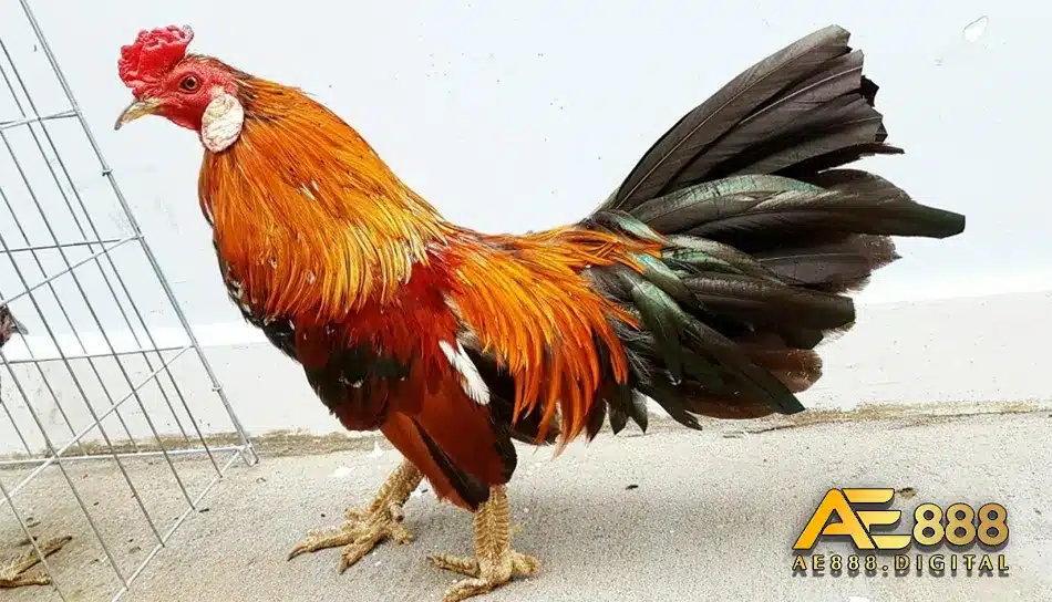 Thống kê các loại vảy gà đá
